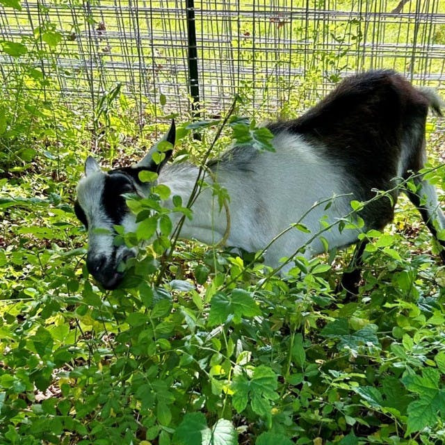 New Canaan Nature Center Goats Hard at Work Eating Invasive Plants!