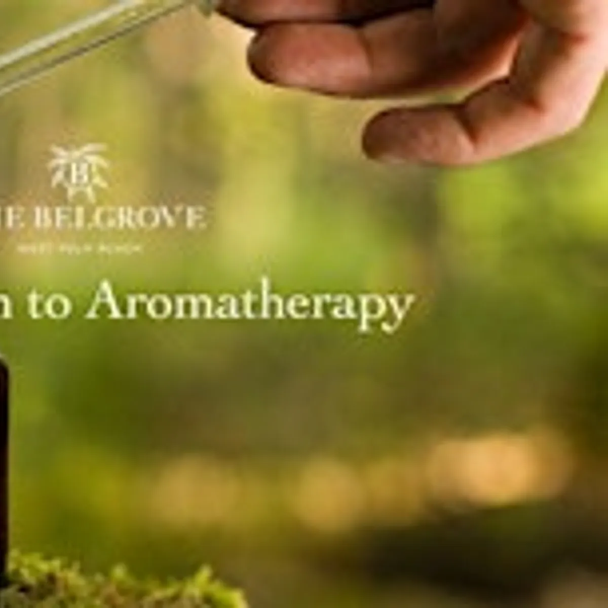 Feel Good Fridays: Introduction to Aromatherapy