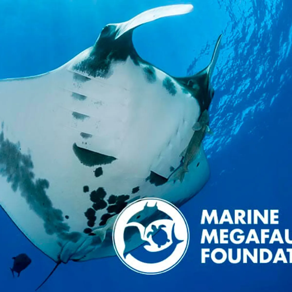 World Manta Day: Presentation and VR Experience