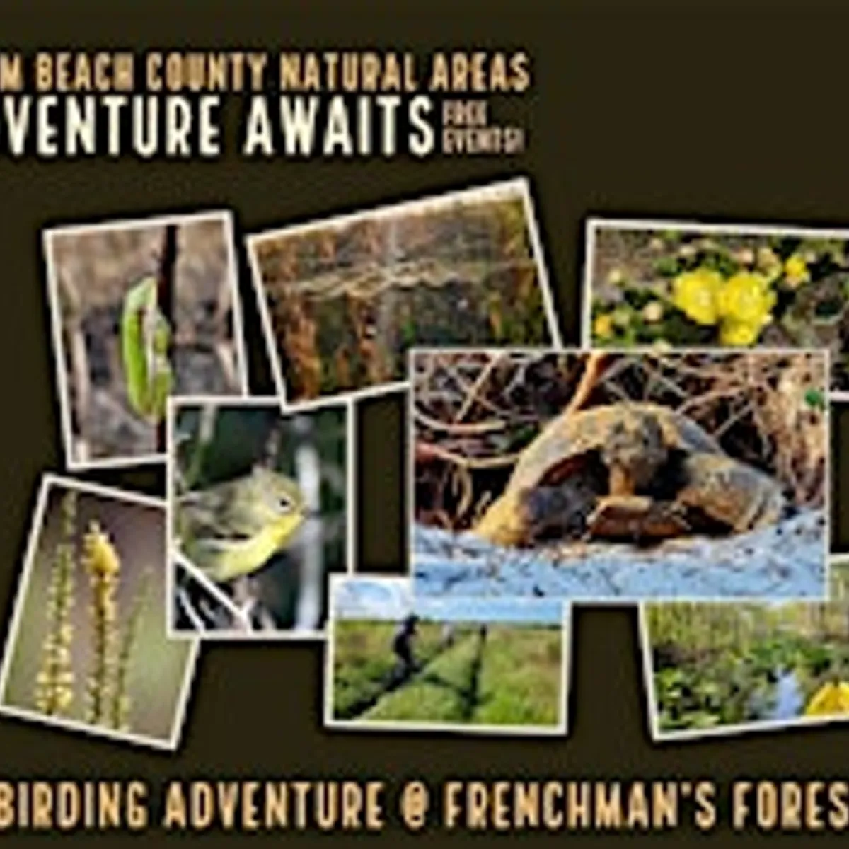 Adventure Awaits - Birding Adventure @ Frenchman's Forest